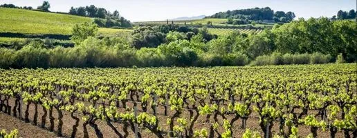 Vines and sky in the Penedès