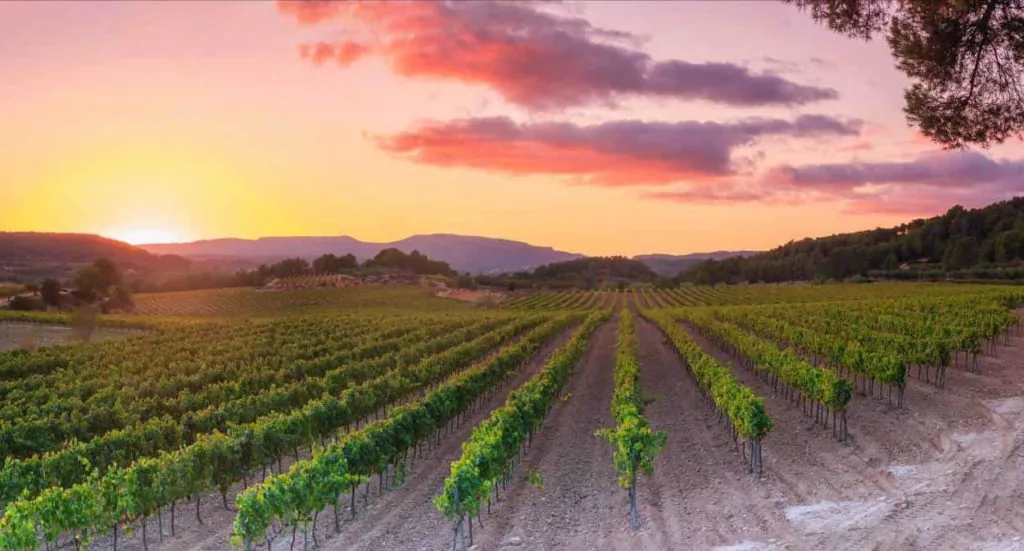 Rader med vinranker i vinlandet Penedès