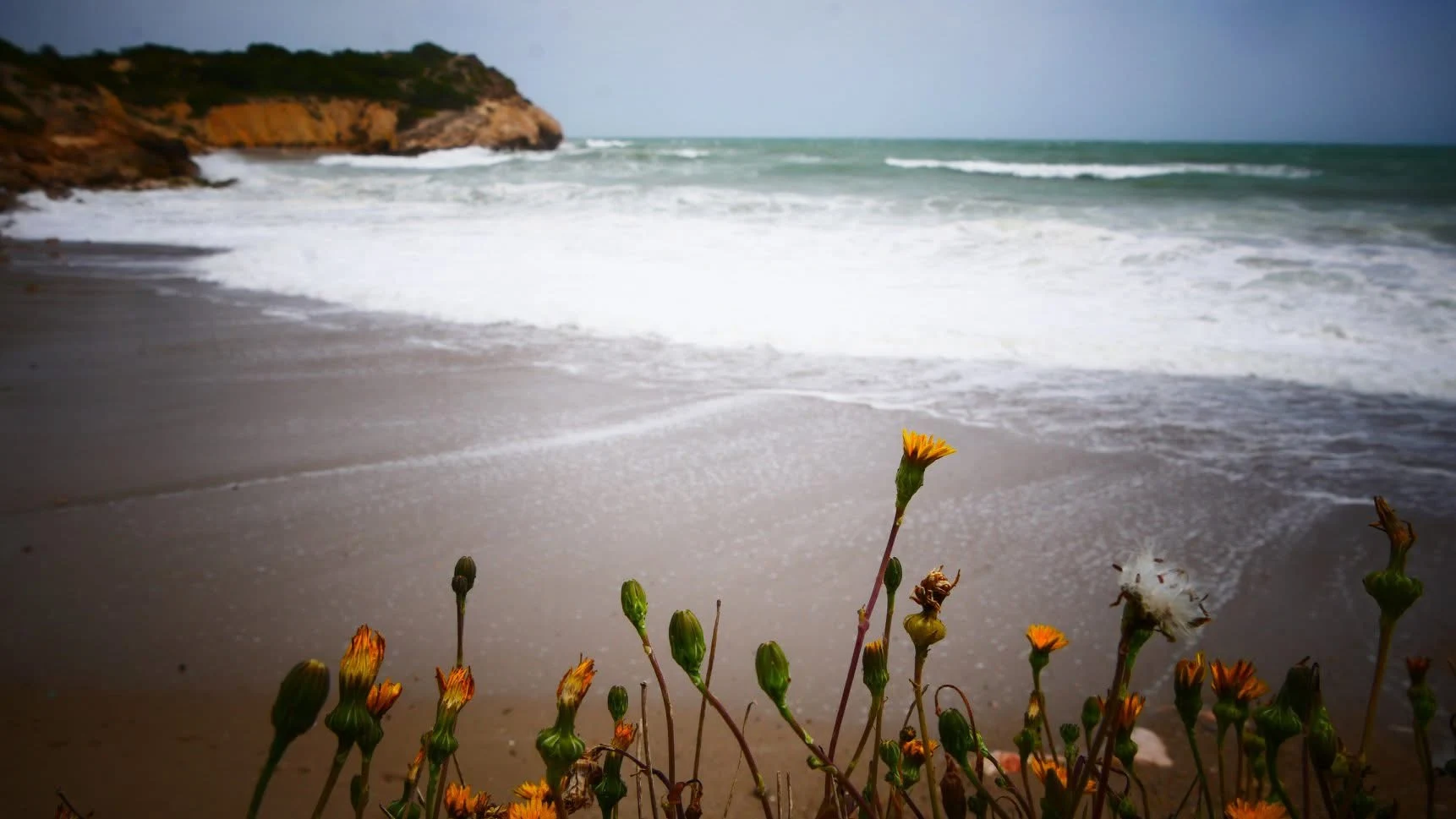 A wildflower-fringed cove on the Costa Dorada coast near Cunit, turquoise sea and cliffs