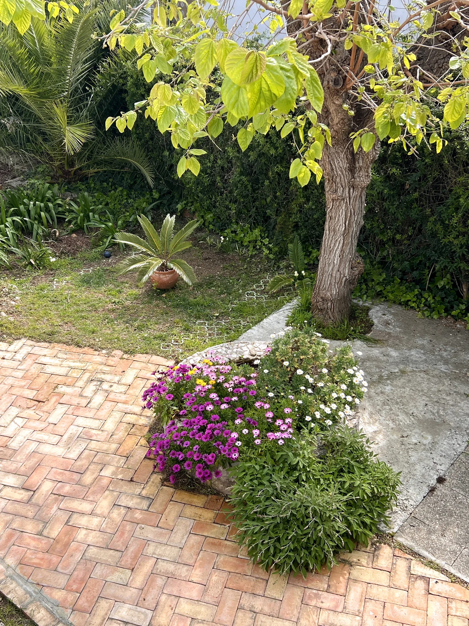 Garden flower bed with pink and purple daisies and herringbone brick paving under a tree